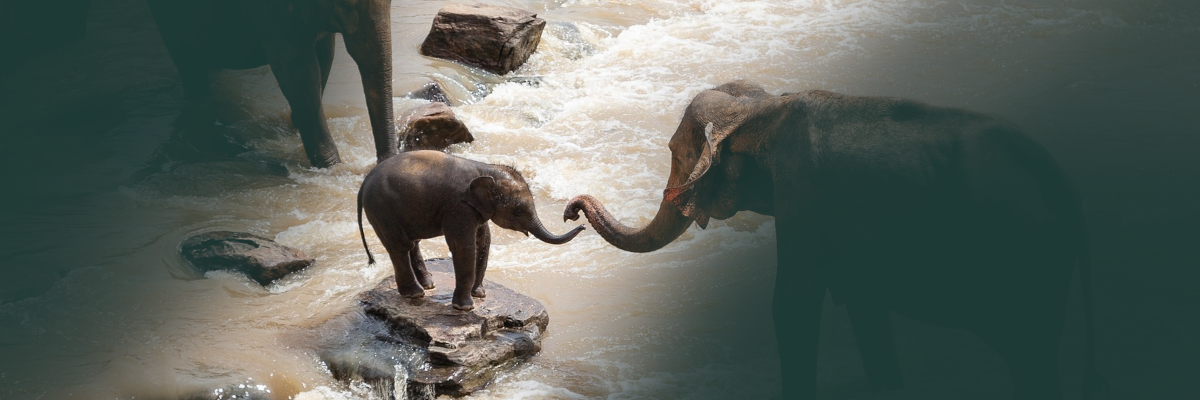 symbolika słonia