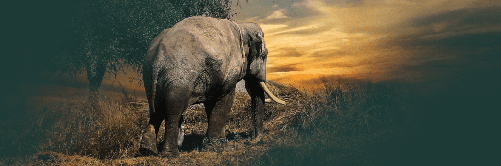 słoń symbolika różne wierzenia