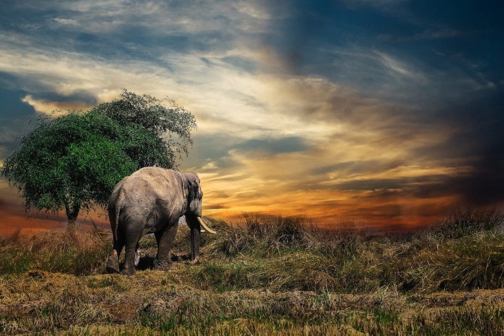 symbolika słonia zwierzę mocy